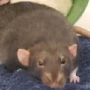 Meet your Posher, Jacqueline